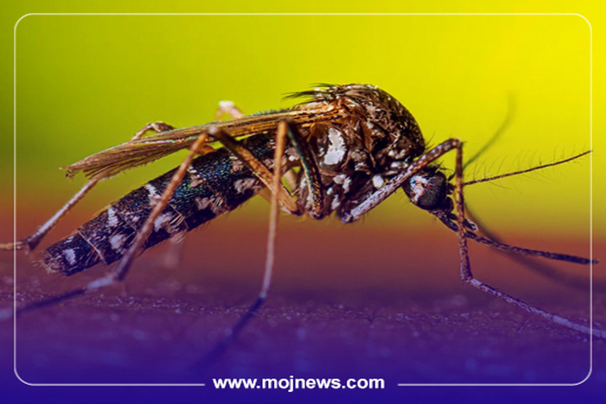 کاور پشه استان موج