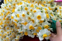 600 هزار شاخه گل نرگس در بهشهر تولید شد