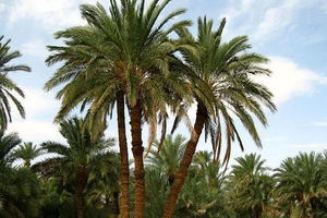 نخل‌کاری در شهر اهواز به کجا رسیده است؟