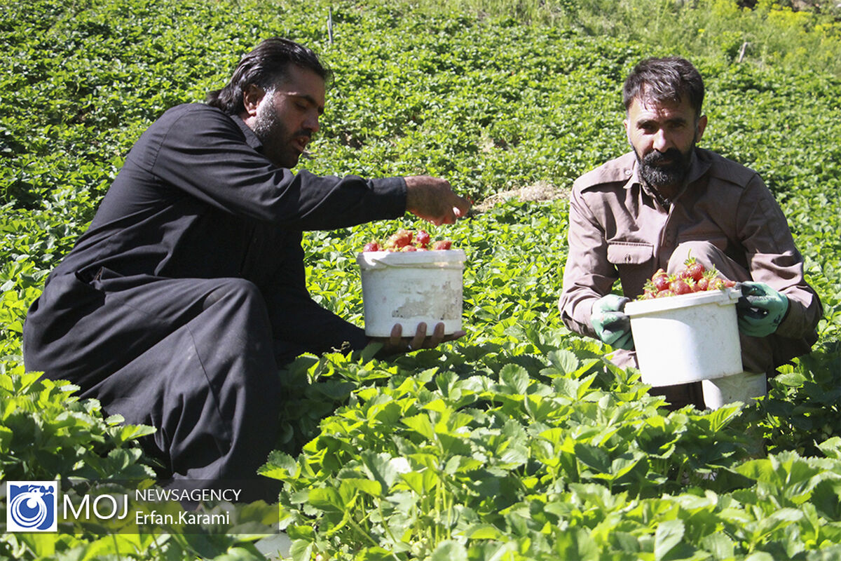 برداشت توت فرنگی از باغات سنندج