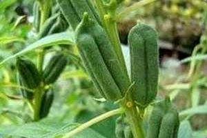 آغاز برداشت 1700 تن کنجد در هرمزگان