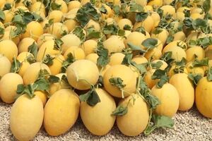 برگزاری جشنواره خربزه و نکوداشت برترین‌های کشاورزی در تربت جام