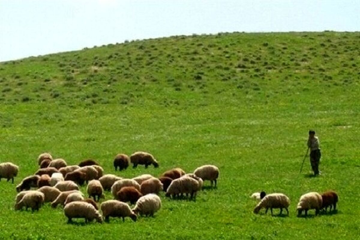مرتع داری