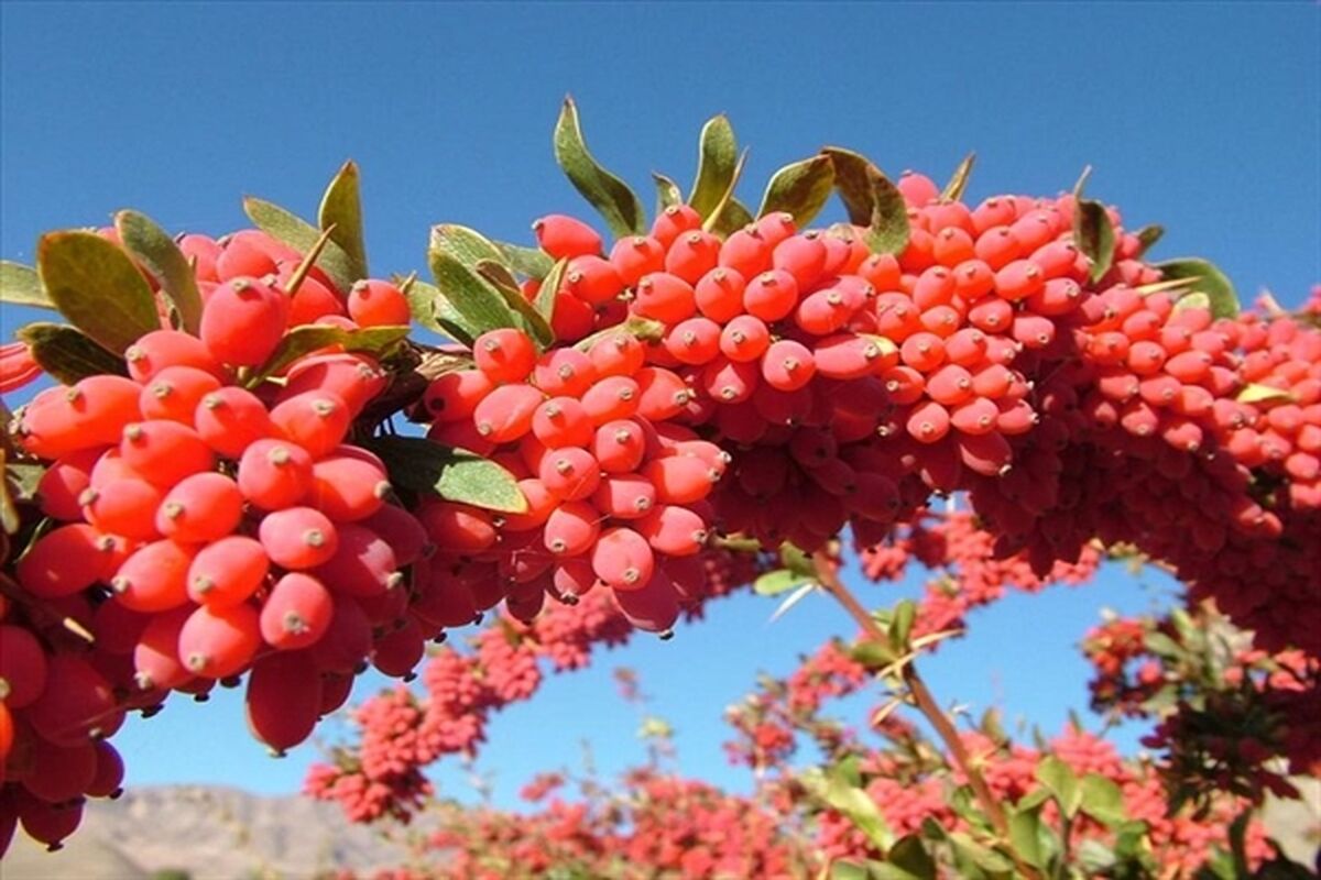 باغداران زرشک