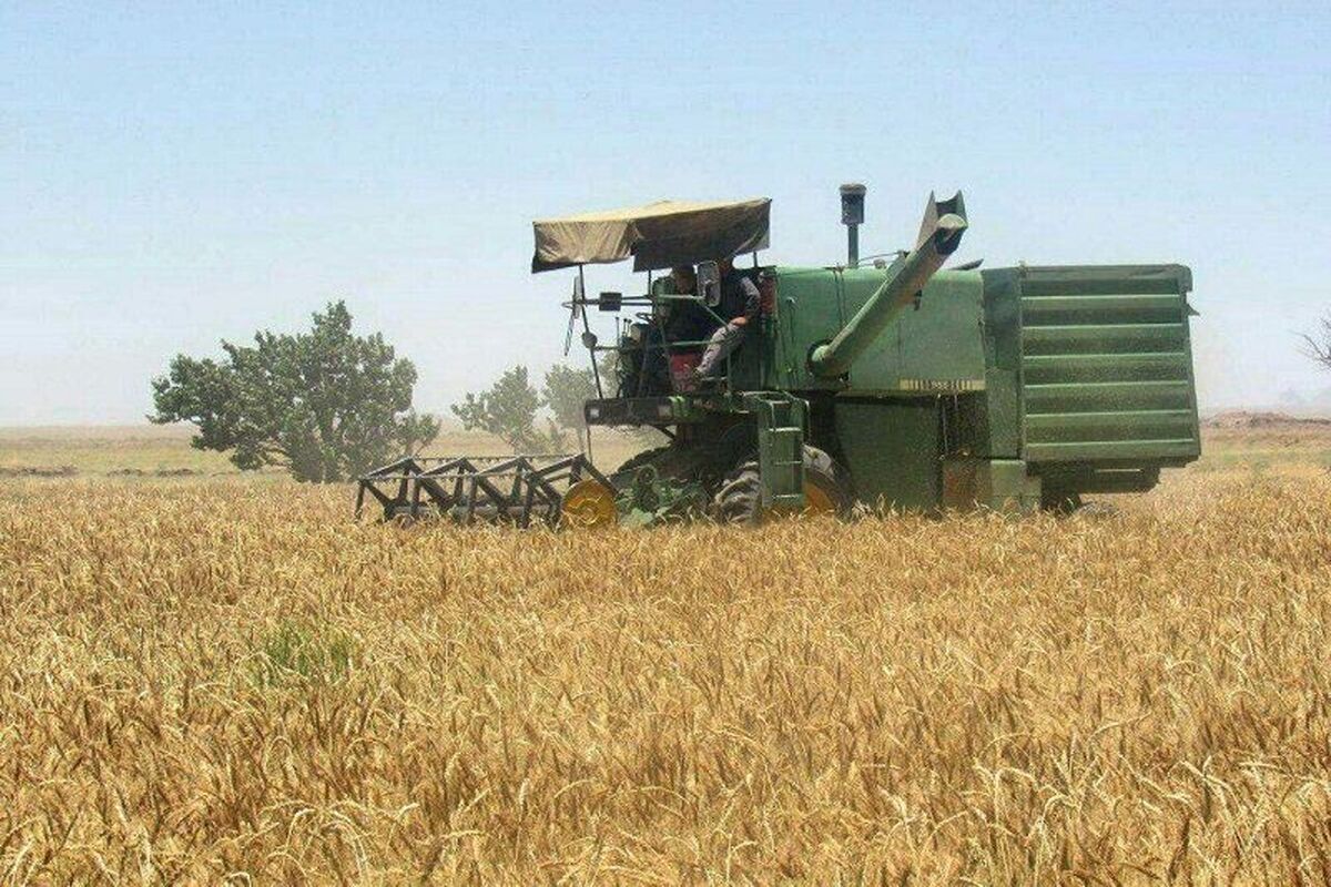  برداشت گندم