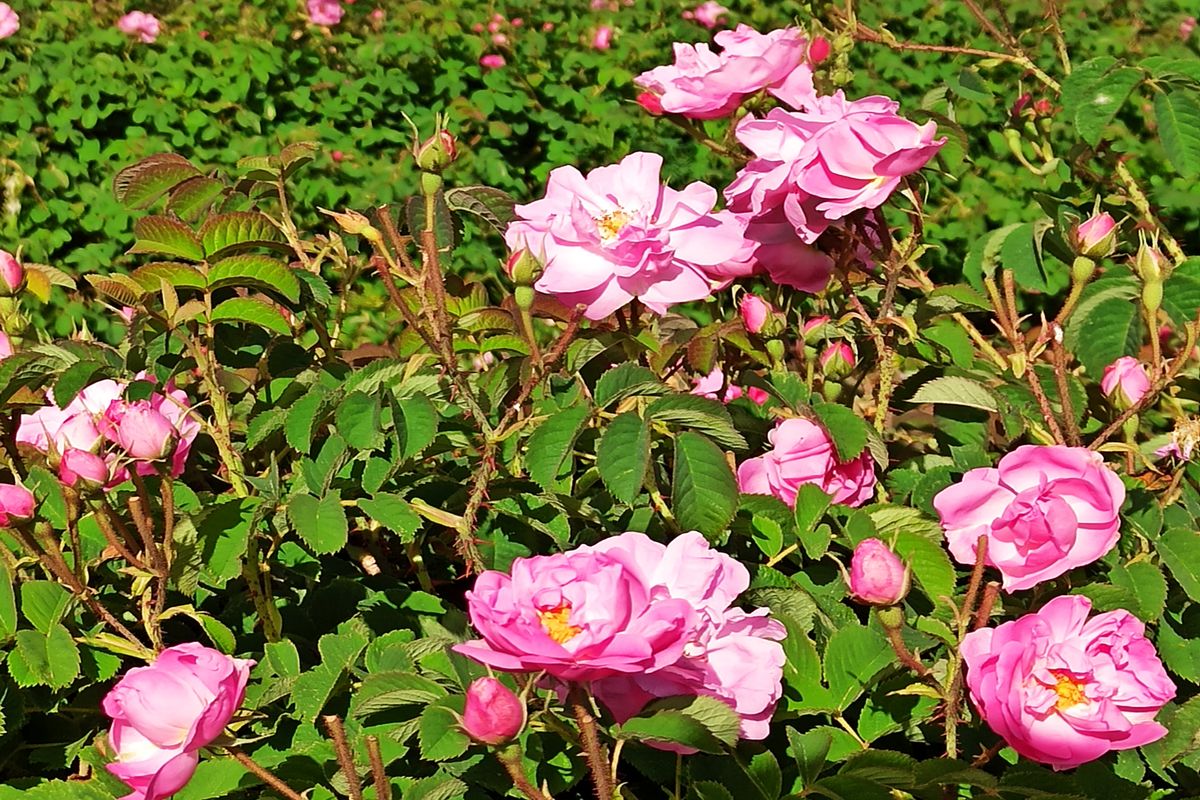 گل محمدی+ میمند فارس