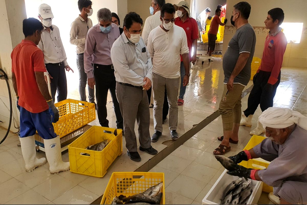 مدیرکل شیلات هرمزگان