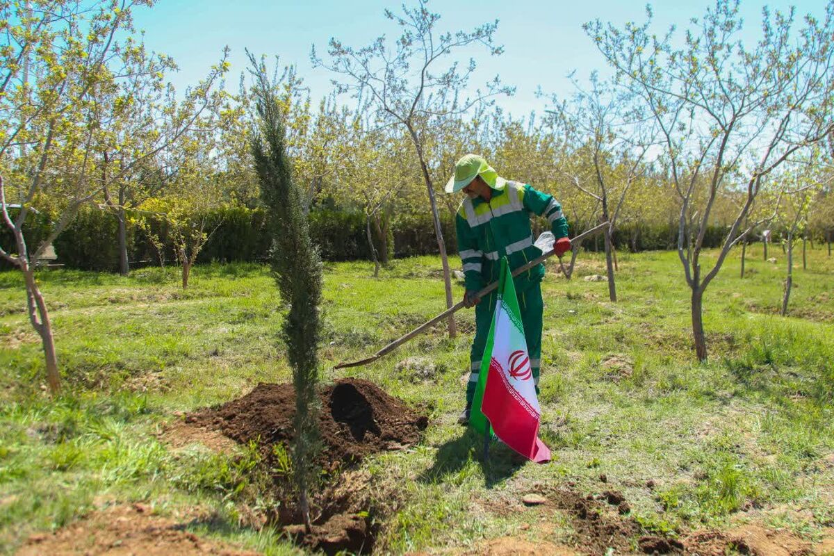 کاشت نهال ـ شیراز 