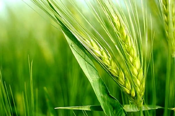  رشد ۱۱ درصدی تولید هسته‌های اولیه بذری در استان 