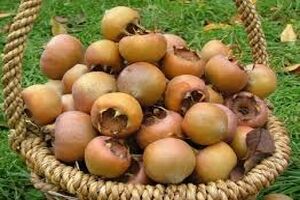 مردم روستای سرخ ولیک چهاردانگه ساری میوه های جنگلی را فرآوری می کنند