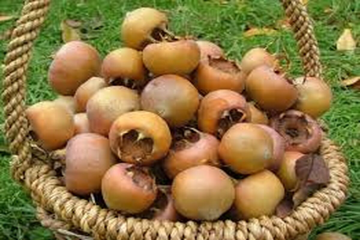 کندس