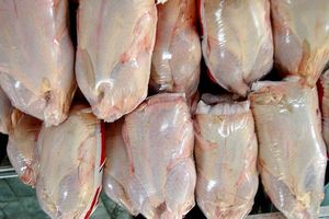 سه تن مرغ آلوده به باکتری سالمونلا در لرستان ضبط و معدوم شد