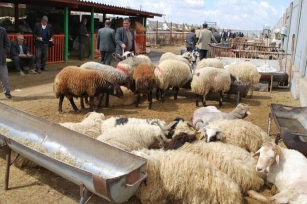  انتقاد از ممنوعیت صادرات دام زنده
