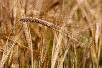 بیش از ۷۰ هزار تن محصول جو از کشاورزان لرستان خریداری شد