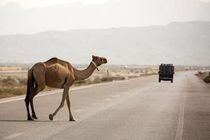 صدور دستور قضایی ‌برای جمع‌آوری شترهای سرگردان بندرخمیر