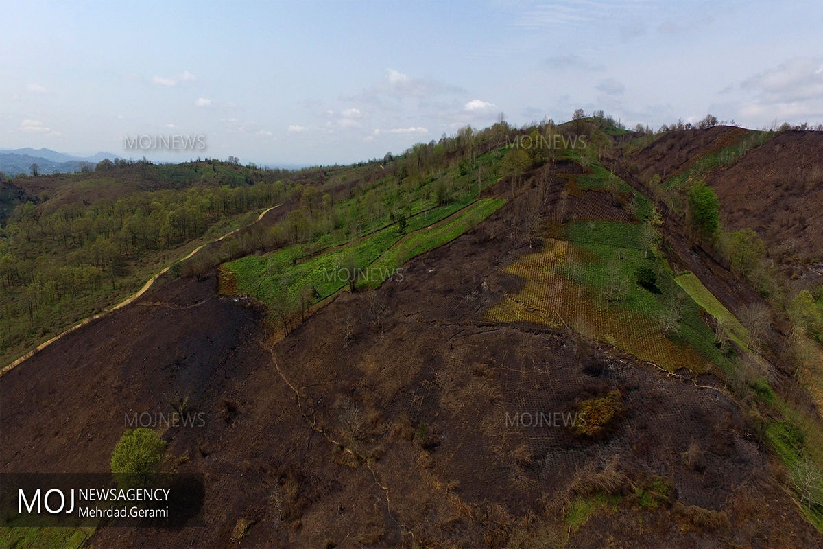 پایان آتش سوزی در جنگل های لاهیجان