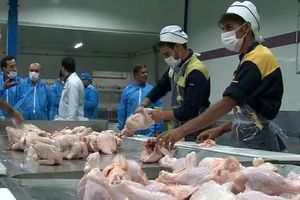 افتتاح واحد قطعه بندی کشتارگاه طیور در نجف آباد