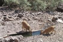 تامین آب شرب حیات وحش تایباد