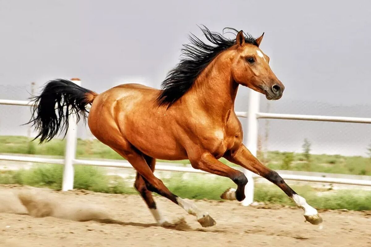 همایش اسب اصیل ایرانی+شیراز 