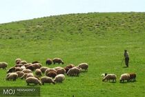 نزدیک به ۸۳ میلیون هکتار مراتع در کشور داریم