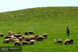 ۶۶ درصد مراتع مازندران در وضعیت خوب قرار دارد