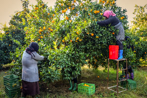آغاز برداشت پرتقال در مازندران