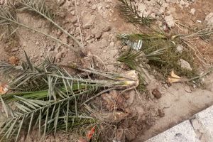 قلع و قمع ۵۲ پاجوش نخل به بهانه لایروبی رودخانه+فیلم