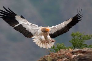 گونه ای نادر از کرکس، بعد از 25 سال به لشگردر ملایر بازگشت