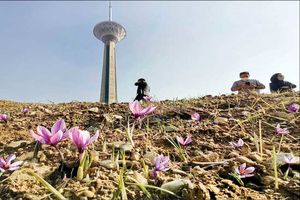 طلای سرخ در برج میلاد به بار نشست