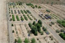 توسعه باغ گیاهان دارویی علوی