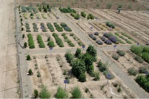 توسعه باغ گیاهان دارویی علوی