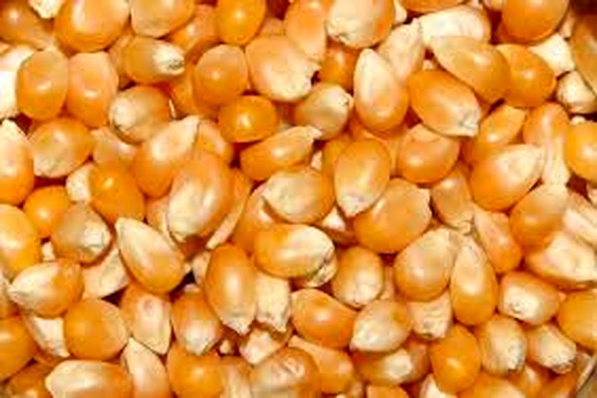 ذرت دانه‌ای در کرمانشاه