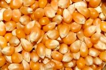 پیش‌بینی برداشت 82 هزار تن ذرت دانه‌ای در کرمانشاه