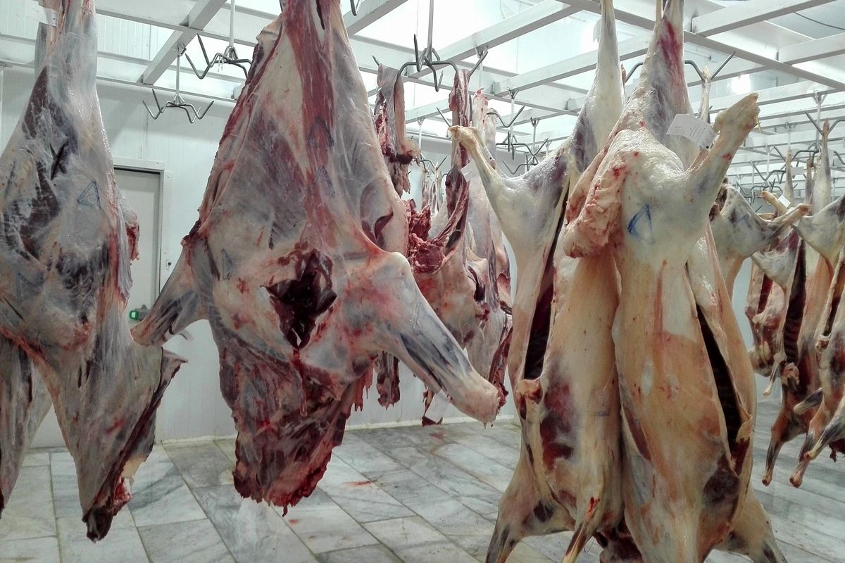 کشتار دام مولد در  کشتارگاه صنعتی مشهد