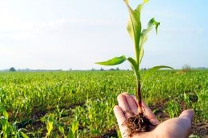 کشاورزان جهت بیمه مزارع و باغات خود اقدام کنند