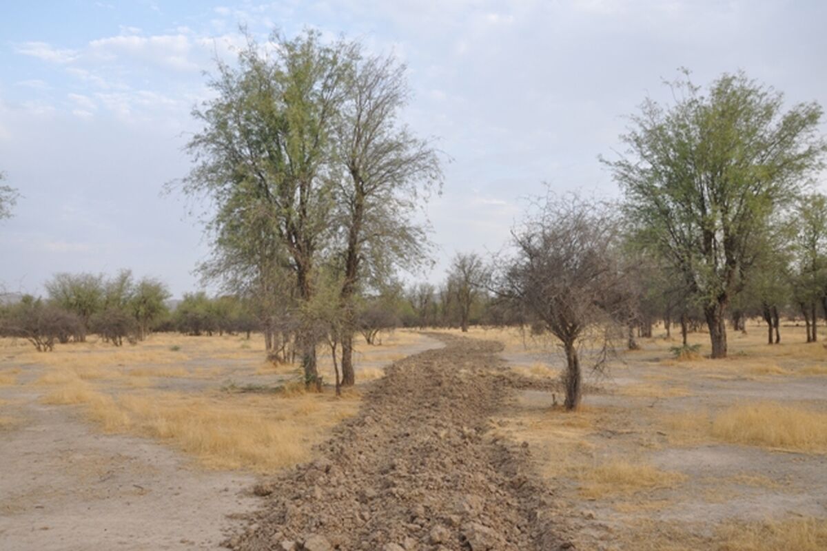 جنگل رودان