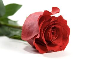 تشکیل نخستین انجمن تخصصی گل رز ایران
