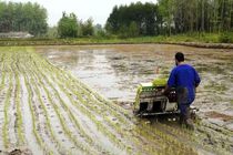 نخستین نشای مکانیزه برنج کشور در مازندران انجام می شود