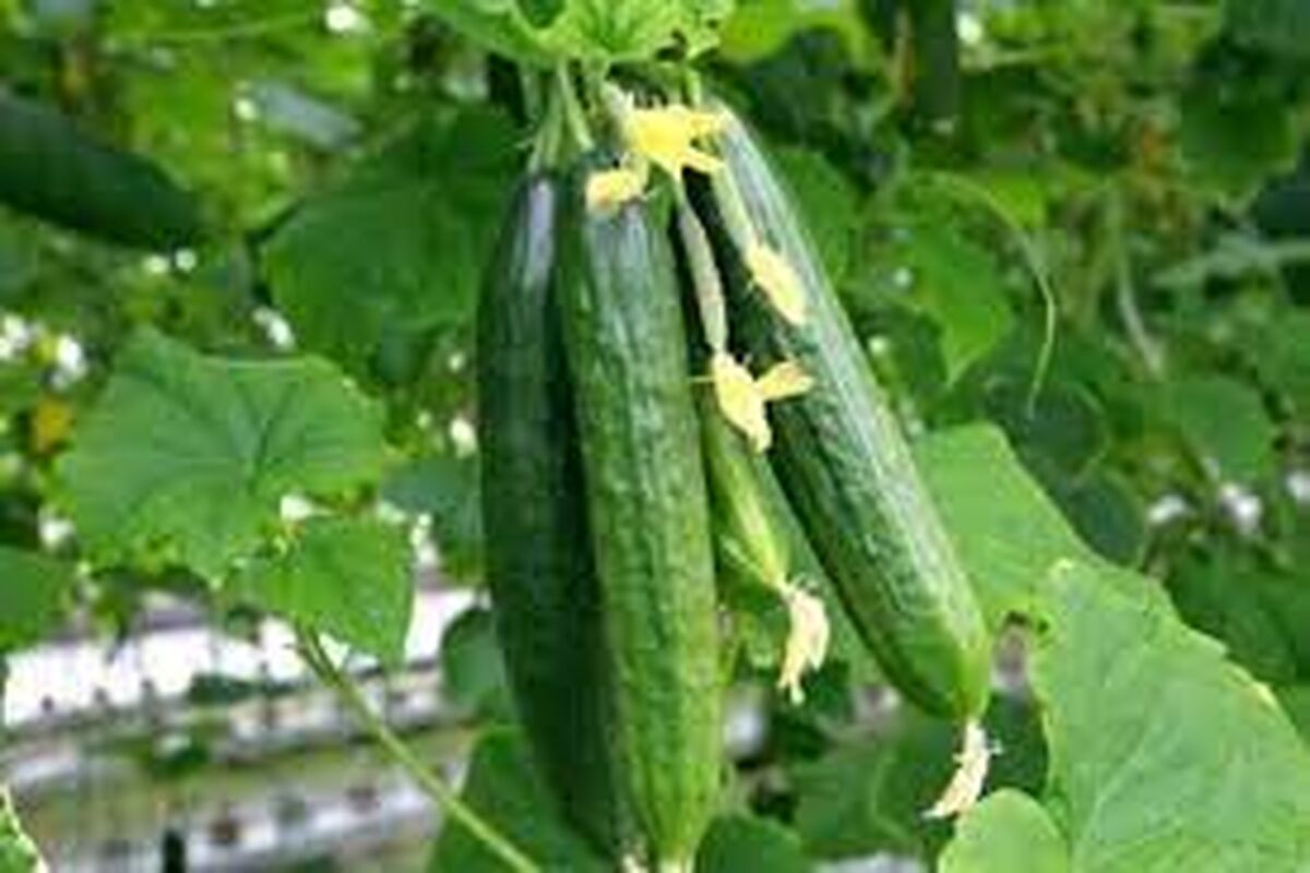 خیار گلخانه ای