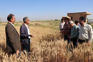 ارقام بذری مقاوم به خشکی در دیمزارها توسعه پیدا می کنند