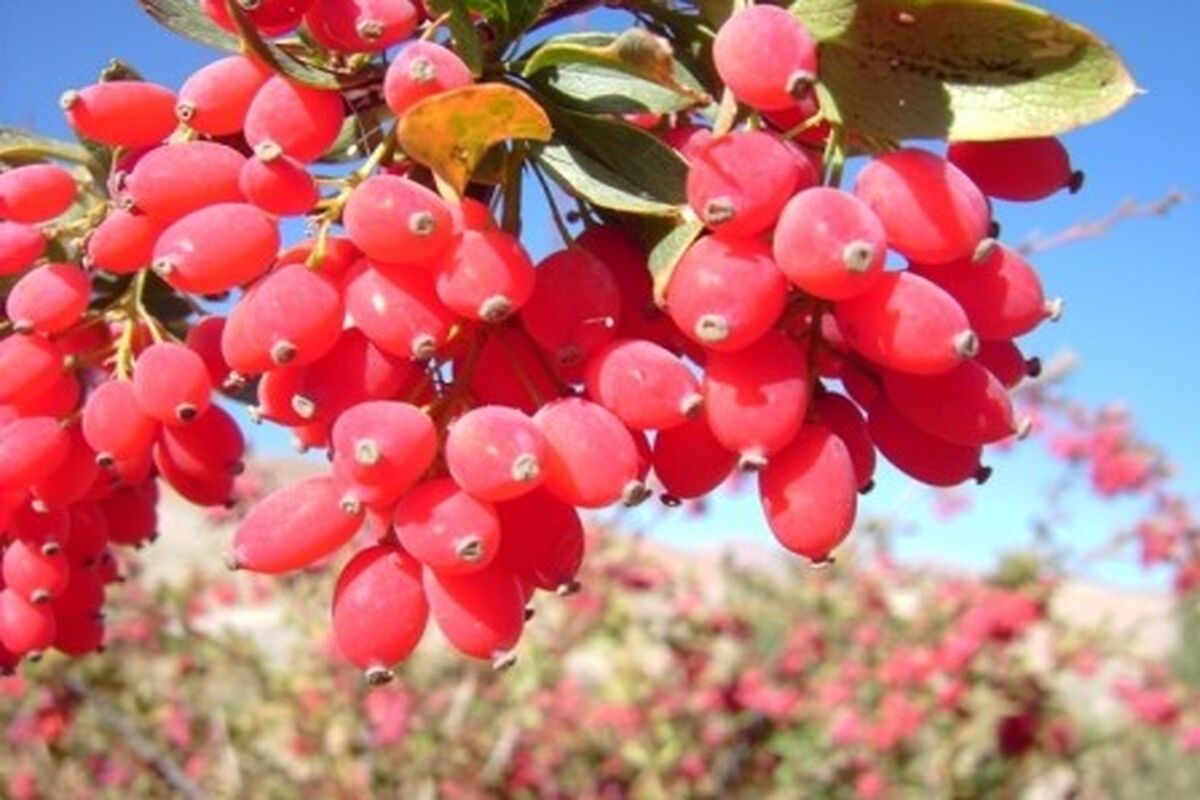 نهال زرشک