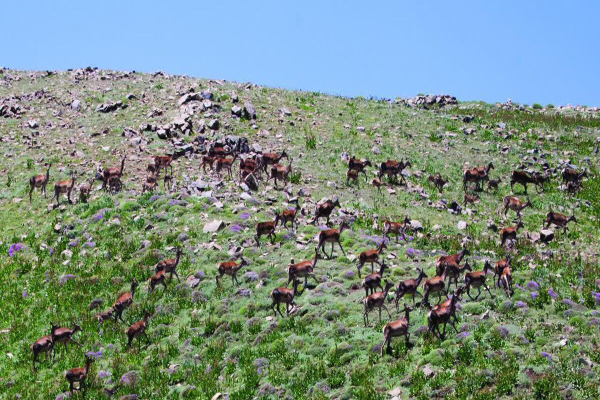 گاوبانکی