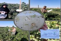 ادامه پایش آفات پنبه در شهر نوش آباد و سفید شهر آران و بیدگل