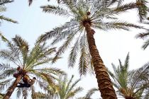 برداشت خرما از نخلستان‌های بشاگرد