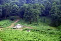 وجود 22 پارک جنگلی با مساحت بیش از 5هزار هکتار در مازندران