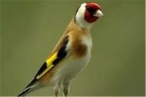 کشف 43 پرنده وحشی قاچاق در اصفهان 