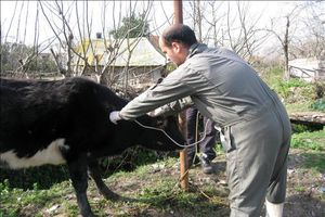 واکسیناسیون 16 هزار راس گاو و گوساله بر علیه بیماری تب برفکی در ماسال