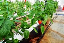 فعالیت گلخانه هیدورپونیک سبزی و صیفی در میاندورود/ تولید 40 تن فلفل دلمه ای