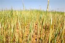 دو میلیون هکتار باغات و اراضی زراعی شناسنامه‌دار می‌شوند