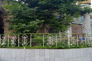 درخت چنار ۵۰۰ ساله در شاندیز به فهرست میراث طبیعی کشور پیوست